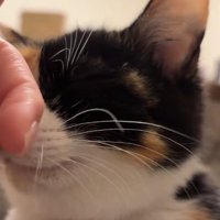 飼い主の指に顔を擦り付けている猫