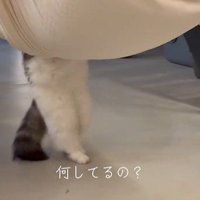後ろへ下がる猫の足