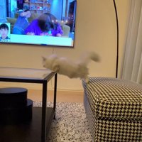 後ろ足でスツールを蹴る猫