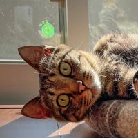 寝っ転がるキジトラ猫の表情