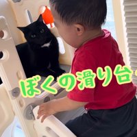すべり台を占拠する猫と泣いている赤ちゃん