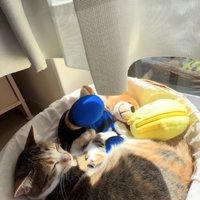 カゴの中でぬいぐるみと一緒に寝ている猫