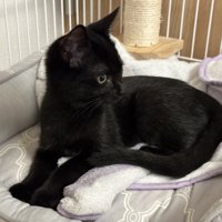 横を見ている猫
