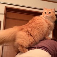 ドヤ顔の猫