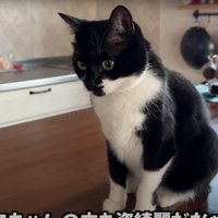 座る猫
