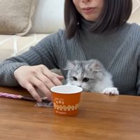 人に抱かれている猫