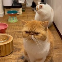 間隔を空けて1列に並ぶ3匹の猫