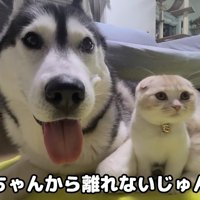 犬の隣に座る猫