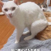 猫に座る猫