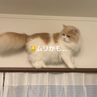 後ろをふり返る猫