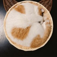 カゴの中に丸まって眠る猫