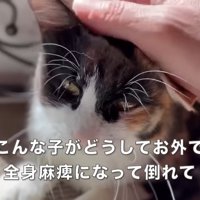 頭をなでられる猫