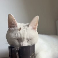 コップで水を飲む保護猫