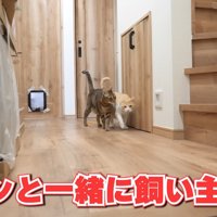 歩く2匹の猫