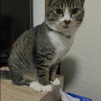 こちらを見つめる猫