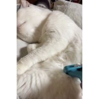 ブラッシングされている猫
