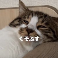 白目で眠っている猫