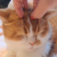 撫でてもらうもなかくん