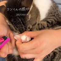 爪を切られる猫