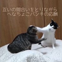 キジ猫の左耳付近に前足を伸ばす白黒猫