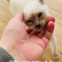 飼い主さんに顔を撫でられる子猫