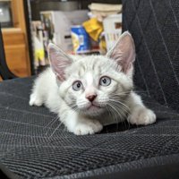 イスに乗っている白い子猫