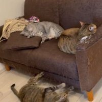 室内にいる猫たち