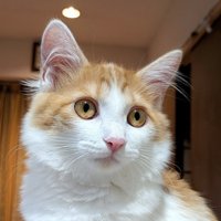 ふさふさの綺麗な猫
