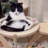 キャットタワーの上であおむけで寝ている猫