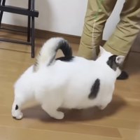 しっぽをあげておもちゃを追いかける猫の後ろ姿