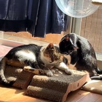 毛づくろいする猫