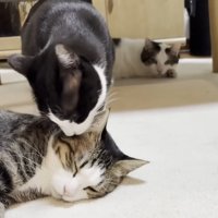 キジ白猫ちゃんの耳にお顔を寄せる白黒猫ちゃん