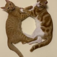 向かい合わせになってくつろぐ2頭の猫
