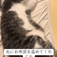 転がる猫