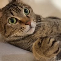 寝転がっている猫
