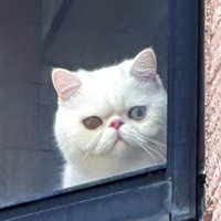 窓辺から外を覗く猫（アップ）