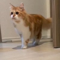 立ち止まる猫