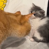 子猫に顔を近づける茶トラ猫