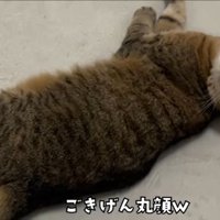 丸顔でリラックスするみにら君