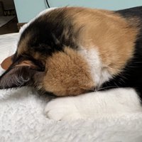 ごめん寝する猫