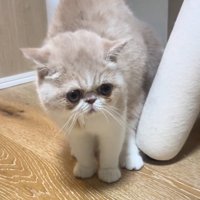 ちょっぴり情けない顔の猫