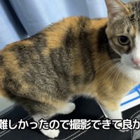 「撮るのが難しかったので...」のテロップ写真