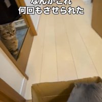 段ボールの中に座っている猫と見ている猫