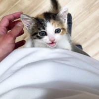 腰まで登って鳴く三毛さん