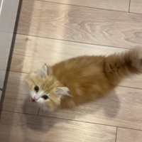 鳴いている子猫