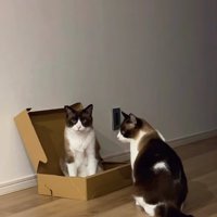 箱に入っている猫のそばでお座りをしている猫