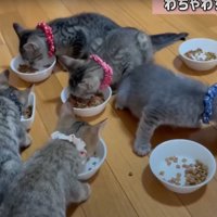 おやつを食べる猫