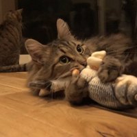 ホールド
