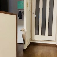 袖壁を登る子猫