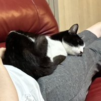 飼い主の膝の上で眠るハチワレ猫